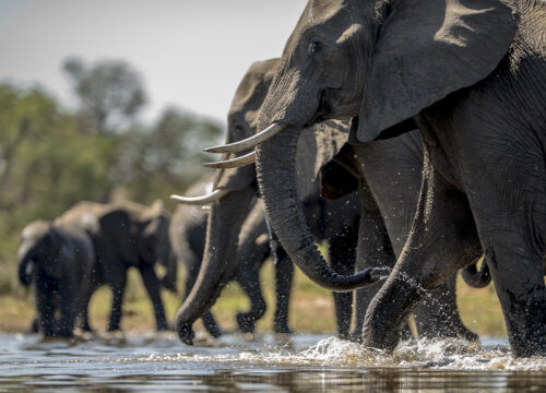 Discover the Beauty of Uganda: The Pearl of Africa
