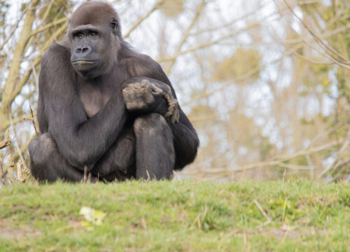 5 Reasons to Take a Safari in Uganda