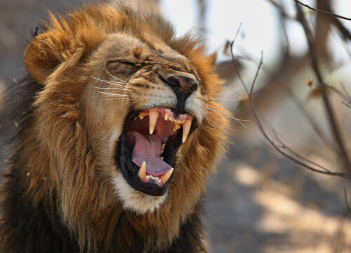 Top Places to Visit in Uganda